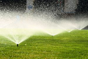 Basic Lawn Maintenance Tips